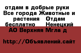 отдам в добрые руки - Все города Животные и растения » Отдам бесплатно   . Ненецкий АО,Верхняя Мгла д.